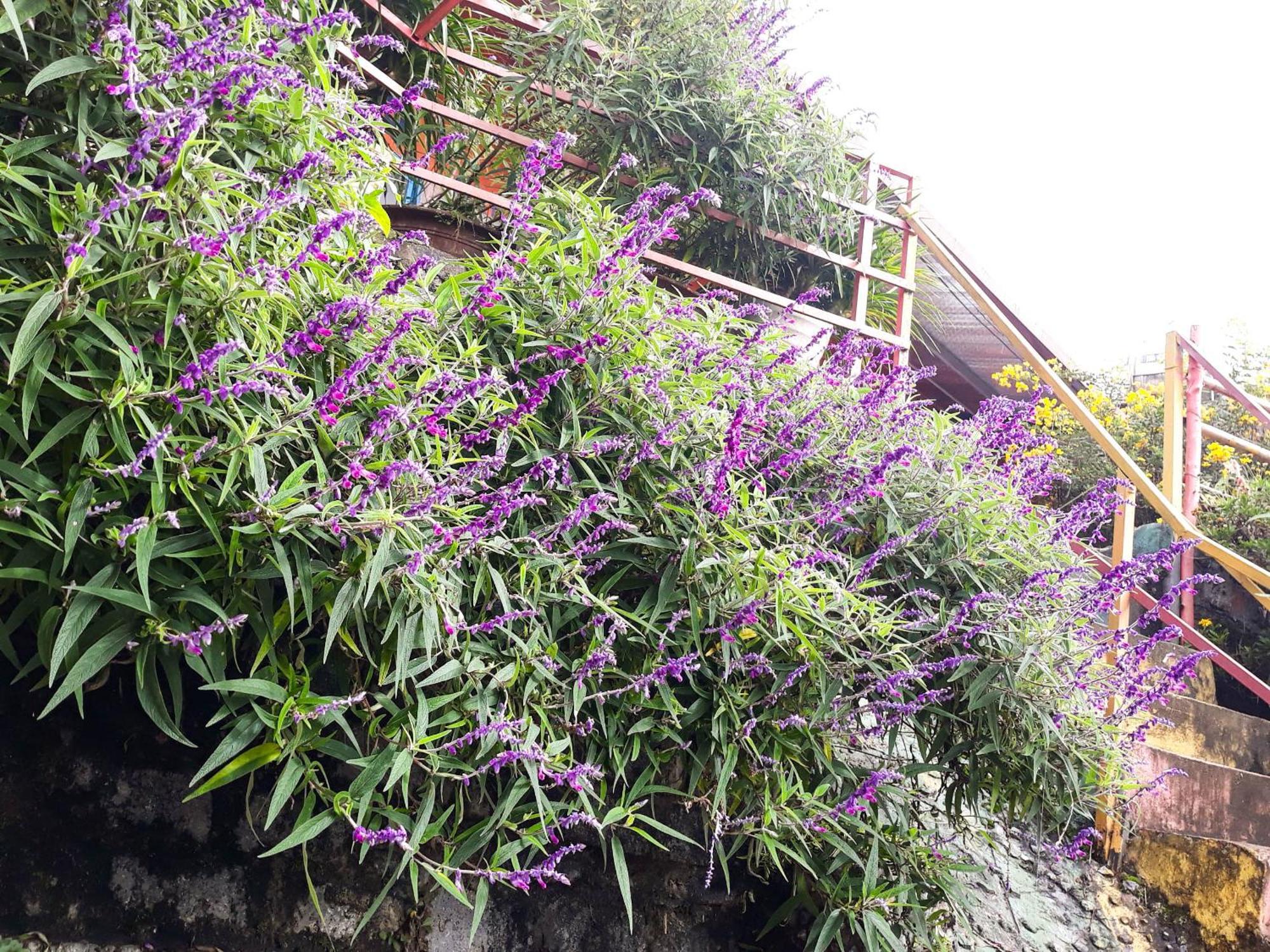 Sapa Tatu Homestay エクステリア 写真